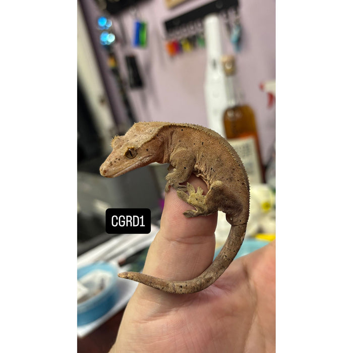 Crested Gecko (Red Dalmatian) (Juvenile) (CGRD1)