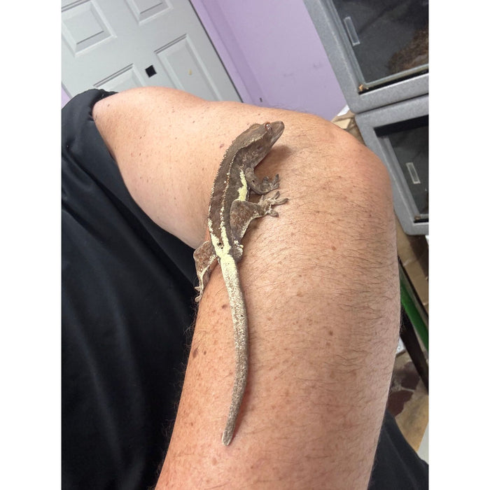 Frappuccino Crested Gecko (Male)