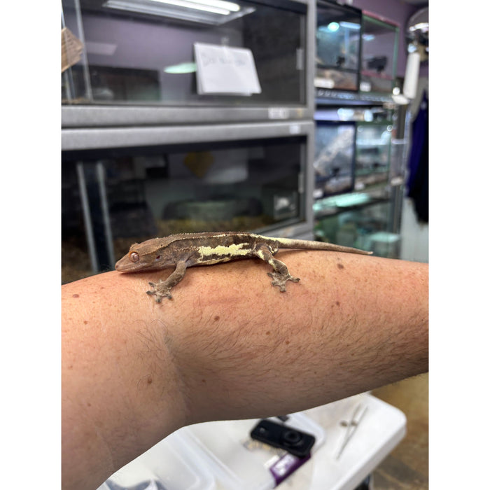 Frappuccino Crested Gecko (Male)