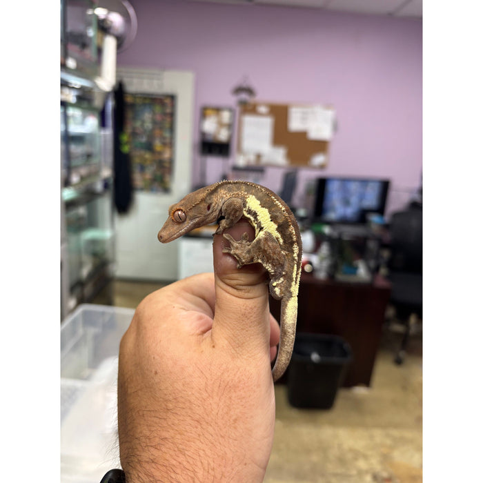 Frappuccino Crested Gecko (Male)