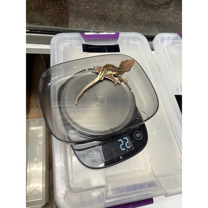 Frappuccino Crested Gecko (Male)