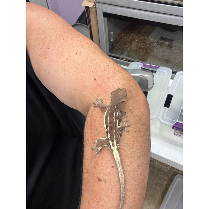 Frappuccino Crested Gecko (Male)
