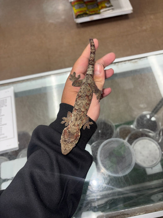Pine Island Chahoua Gecko (Red) (Female)