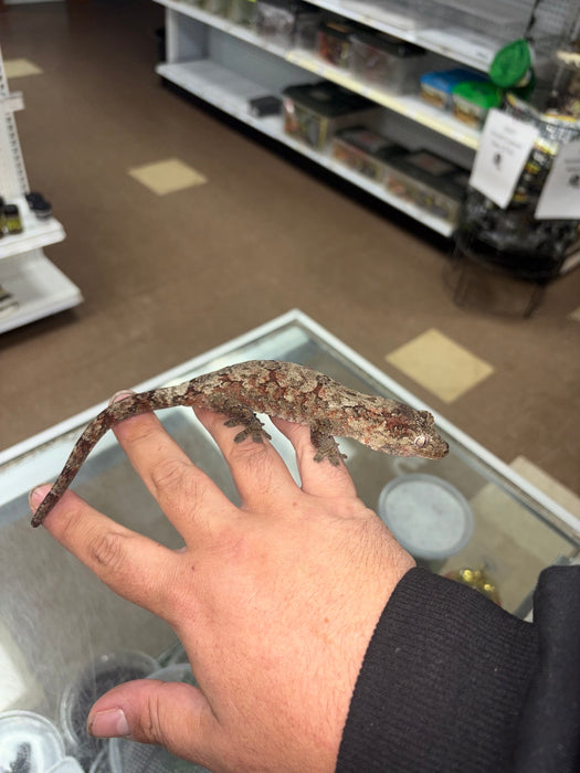 Pine Island Chahoua Gecko (Red) (Female)