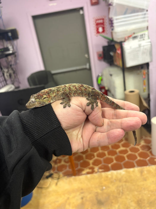 Pine Island Chahoua Gecko (Red) (Female)