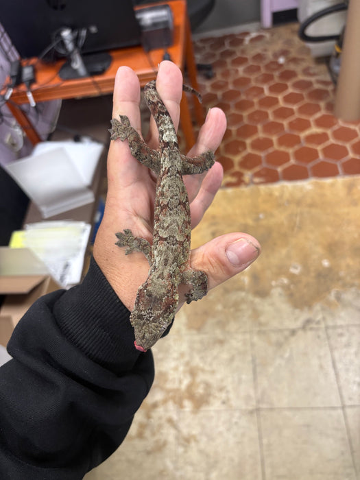 Pine Island Chahoua Gecko (Red) (Female)