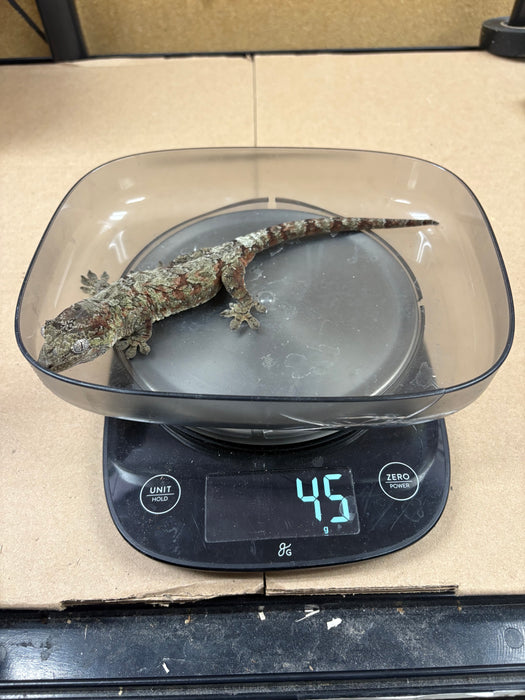 Pine Island Chahoua Gecko (Red) (Female)