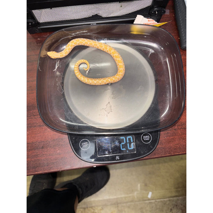 Western Hognose (Albino) (HET Snow)