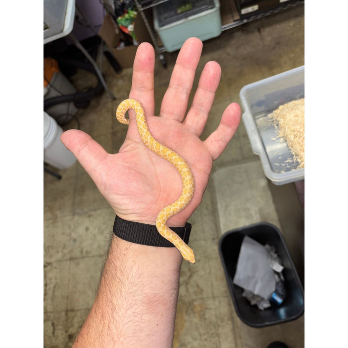 Western Hognose (Albino) (HET Snow)