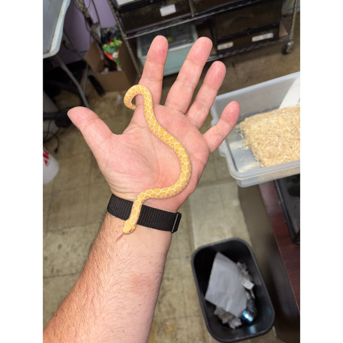 Western Hognose (Albino) (HET Snow)