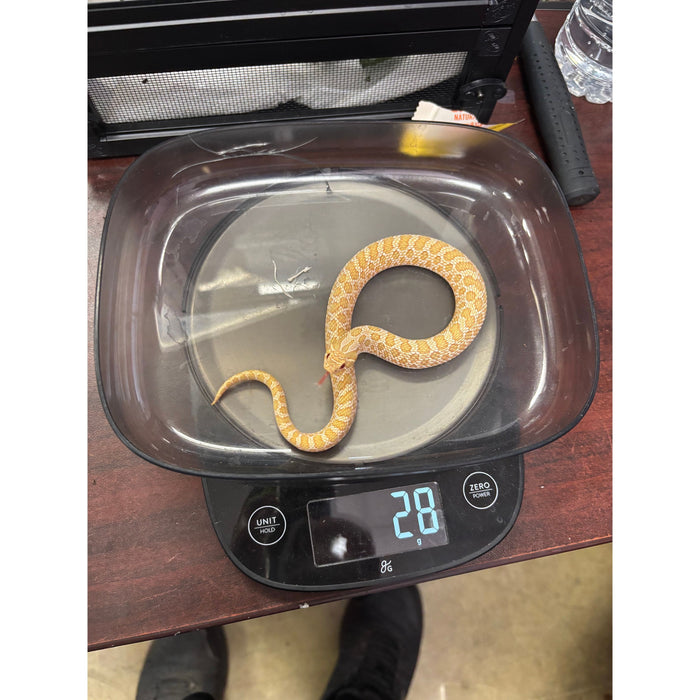 Western Hognose (Albino) (HET Snow)