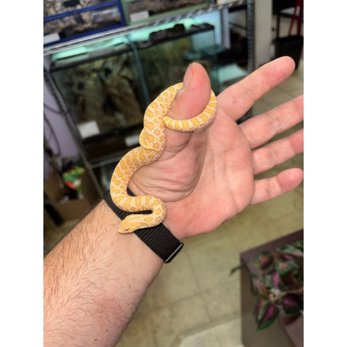 Western Hognose (Albino) (HET Snow)