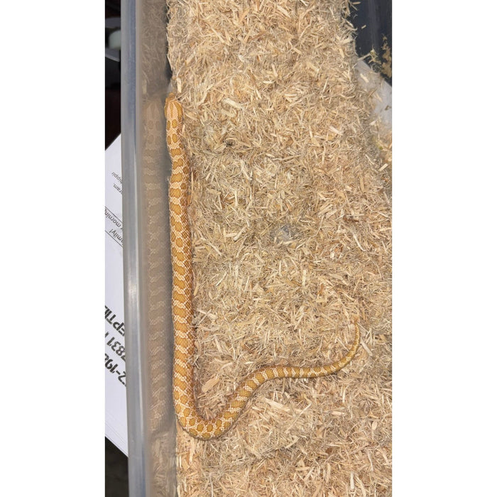 Western Hognose (Albino) (HET Snow)