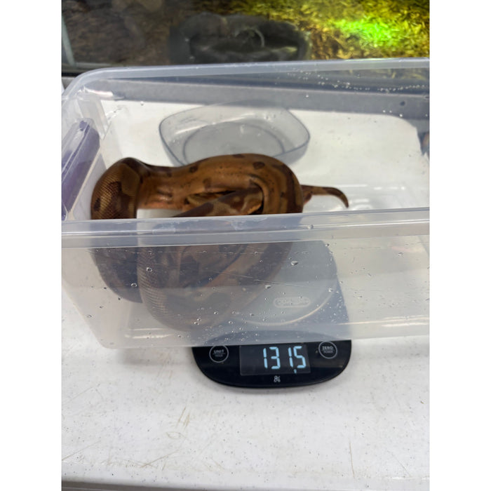 Hypo Colombian Red Tail Boa (Boa constrictor imperator)