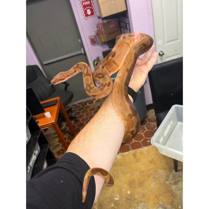 Hypo Colombian Red Tail Boa (Boa constrictor imperator)