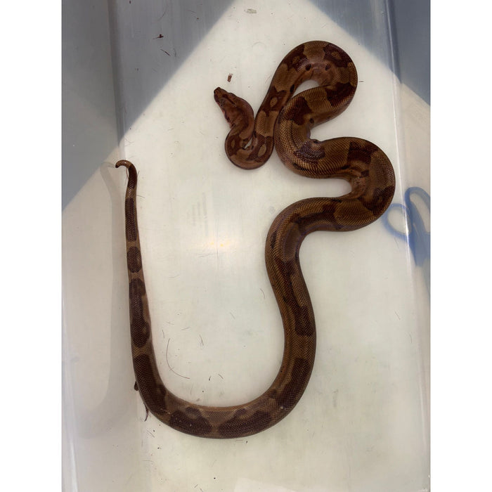 Hypo Colombian Red Tail Boa (Boa constrictor imperator)