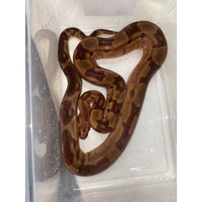 Hypo Colombian Red Tail Boa (Boa constrictor imperator)