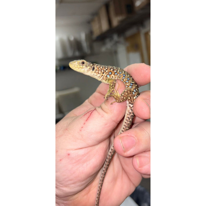 Jeweled Lacerta (Timon lepidus)