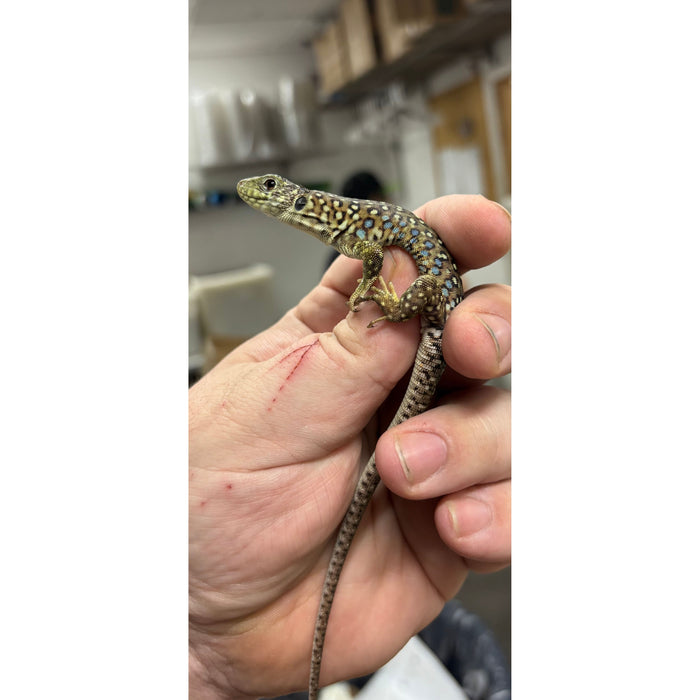 Jeweled Lacerta (Timon lepidus)