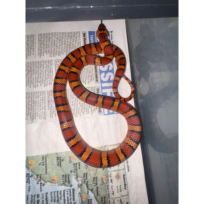 Variable King Snake (L. thayeri)