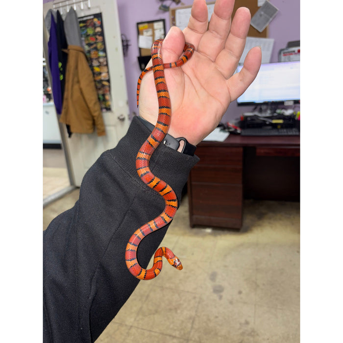 Variable King Snake (L. thayeri)