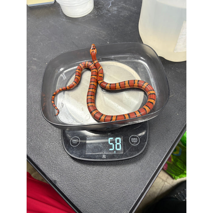 Variable King Snake (L. thayeri)