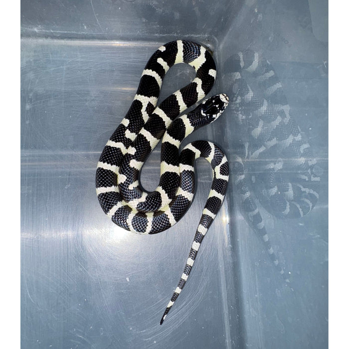 California Kingsnake Banded (CB Baby) (Lampropeltis getula californiae)