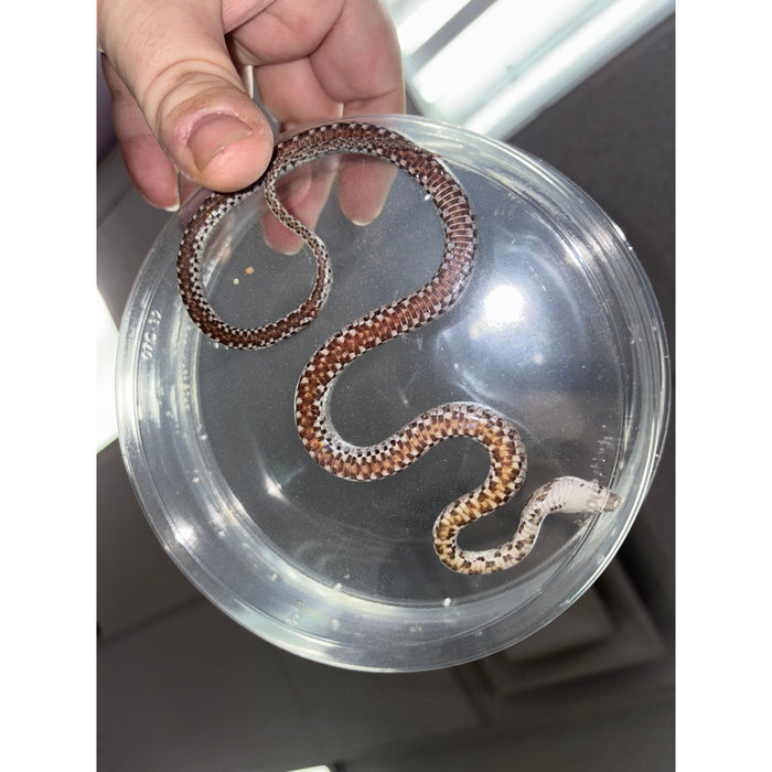 Baird's Rat Snake (Pantherophis baridi)