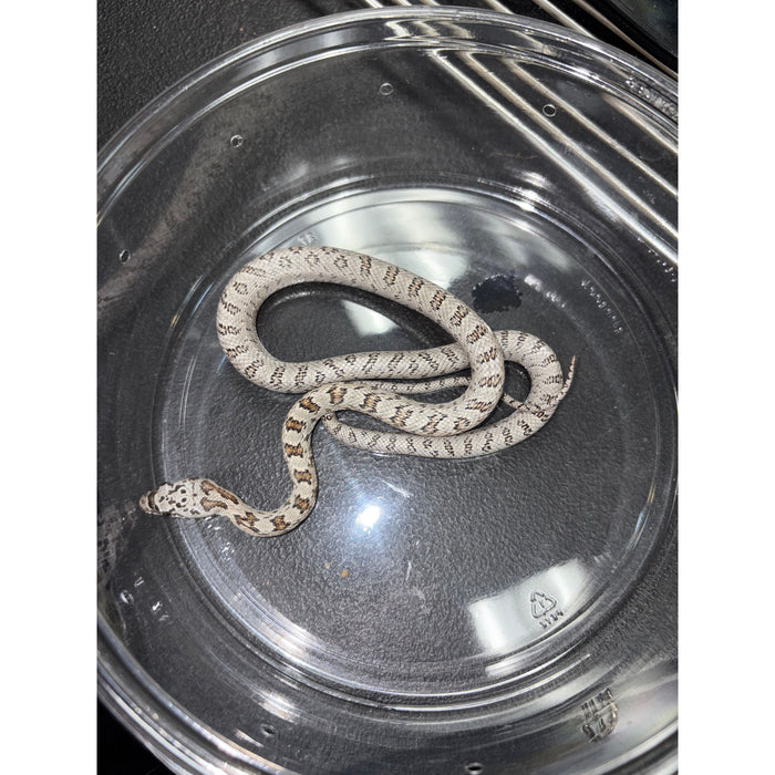 Baird's Rat Snake (Pantherophis baridi)