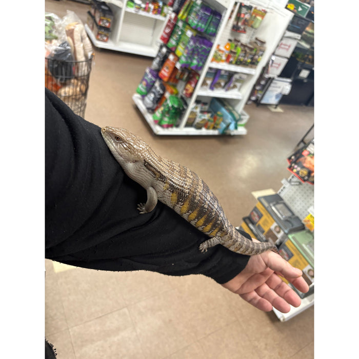 Northern Blue Tongue Skink (Adult) (Tiliqua scincoides)
