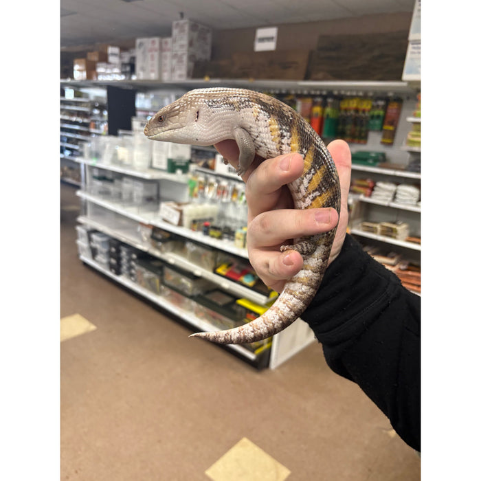 Northern Blue Tongue Skink (Adult) (Tiliqua scincoides)