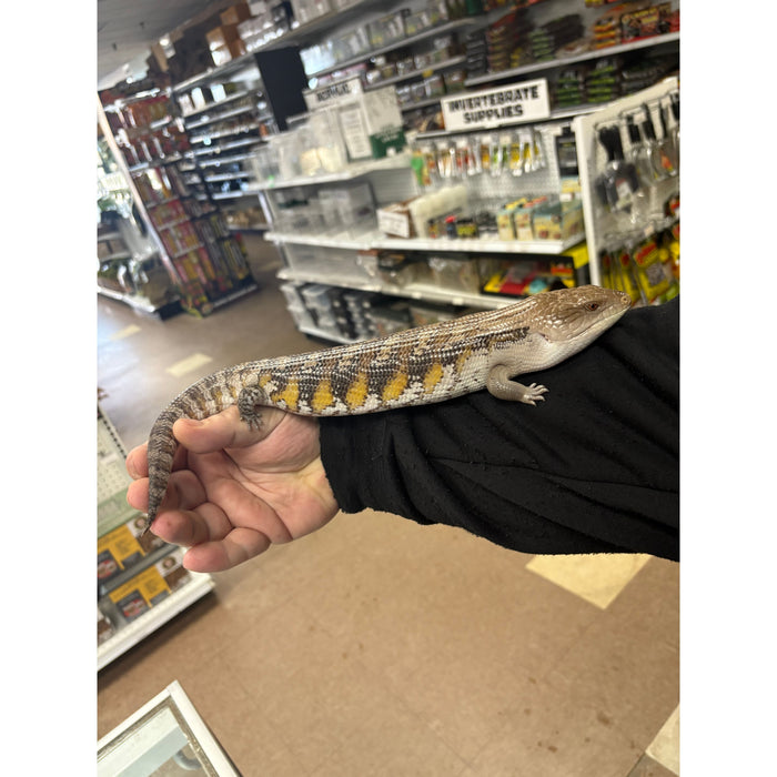 Northern Blue Tongue Skink (Adult) (Tiliqua scincoides)