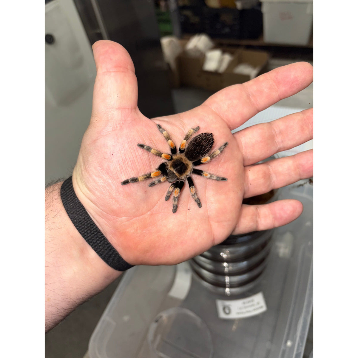 Tarantula Rodeo Mexican Red Knee Tarantula Spiderling