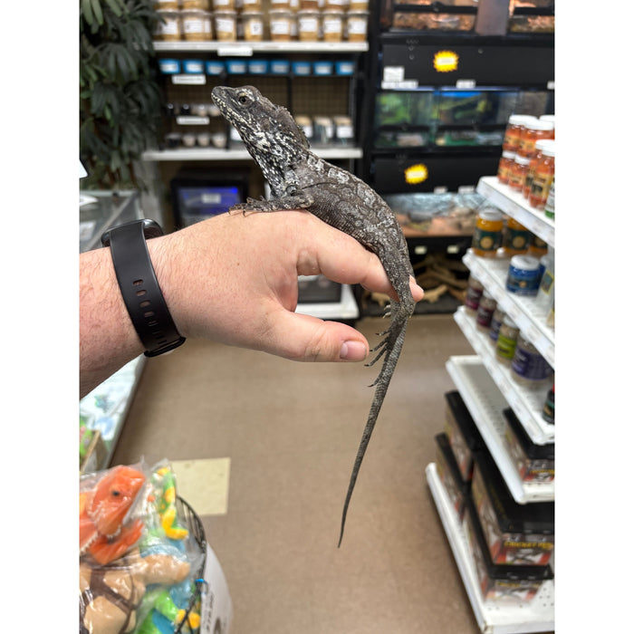 Frilled Dragon (Chlamydosaurus kingii)