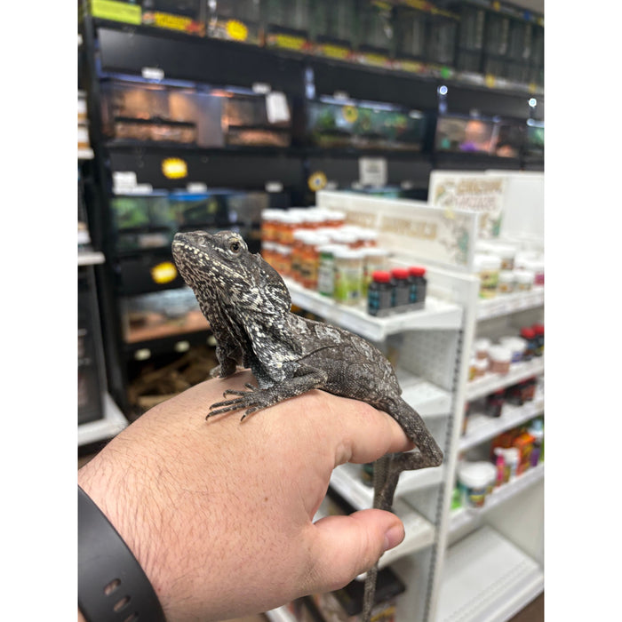 Frilled Dragon (Chlamydosaurus kingii)