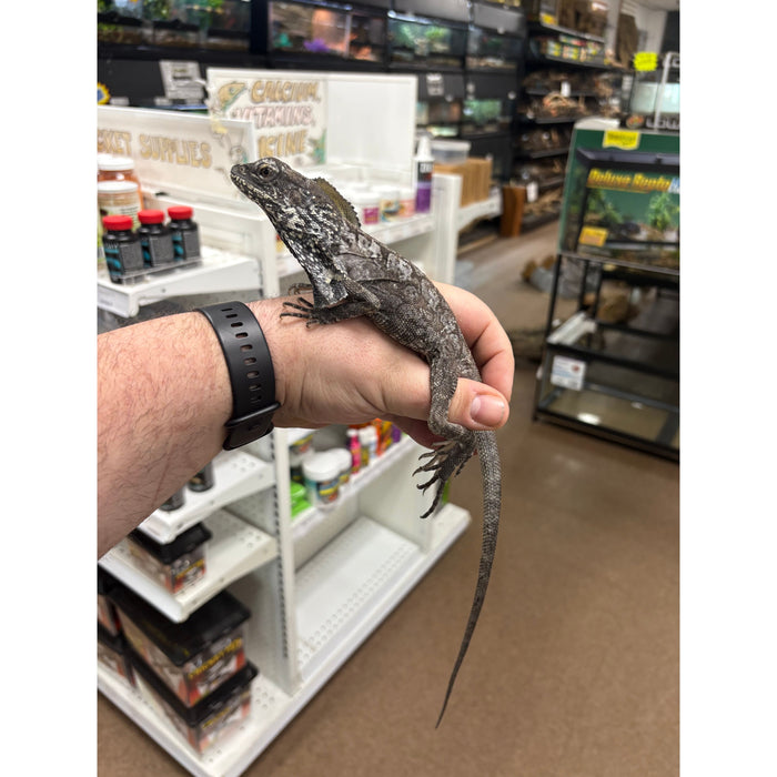 Frilled Dragon (Chlamydosaurus kingii)