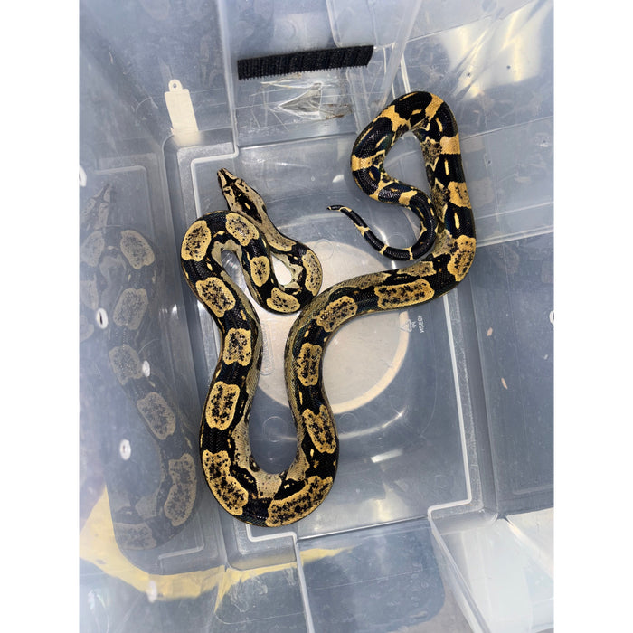 Peruvian Long Tail Boa (F2) (Boa constrictor longicauda)