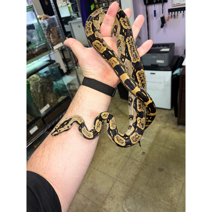 Peruvian Long Tail Boa (F2) (Boa constrictor longicauda)
