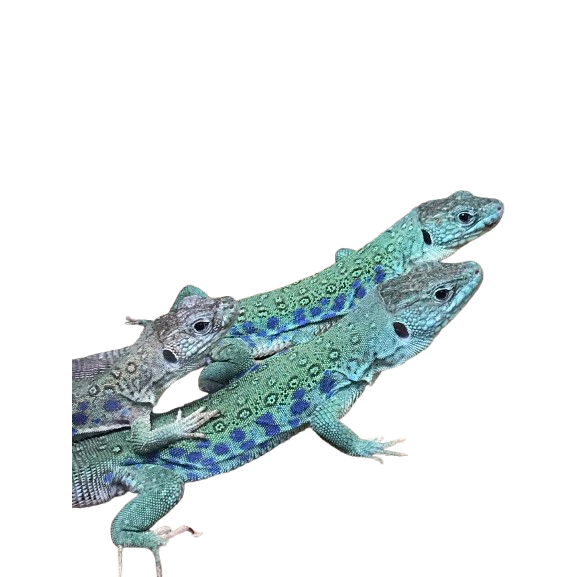 Jeweled Lacerta (Timon lepidus)