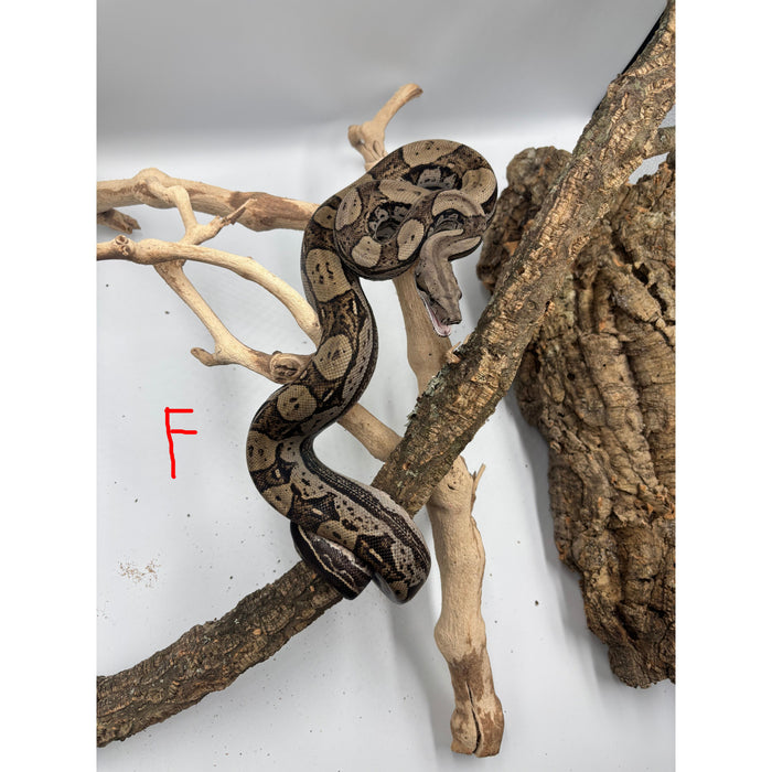 Motley Colombian Red Tail Boa (Boa constrictor imperator)