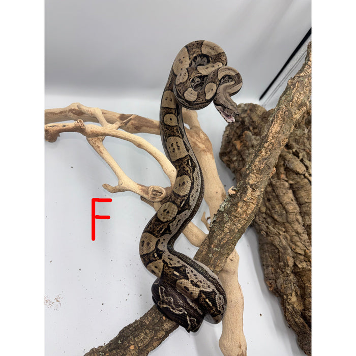 Motley Colombian Red Tail Boa (Boa constrictor imperator)