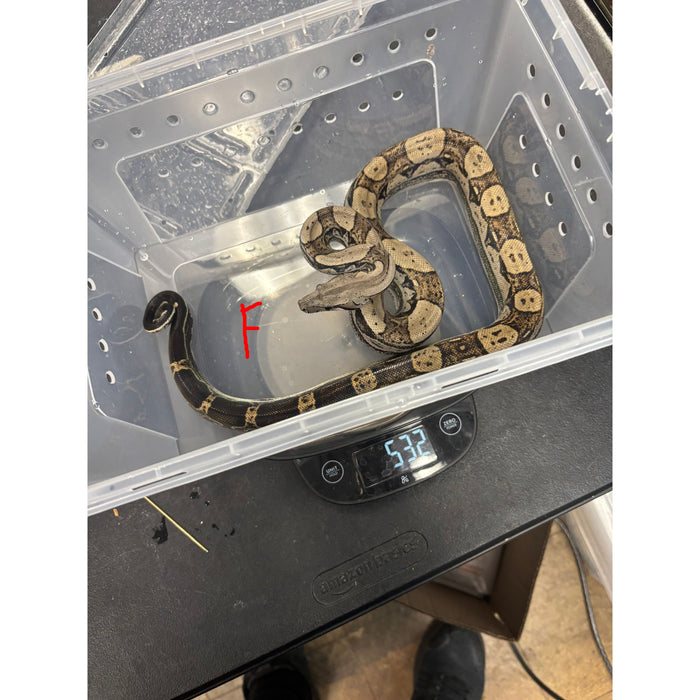 Motley Colombian Red Tail Boa (Boa constrictor imperator)