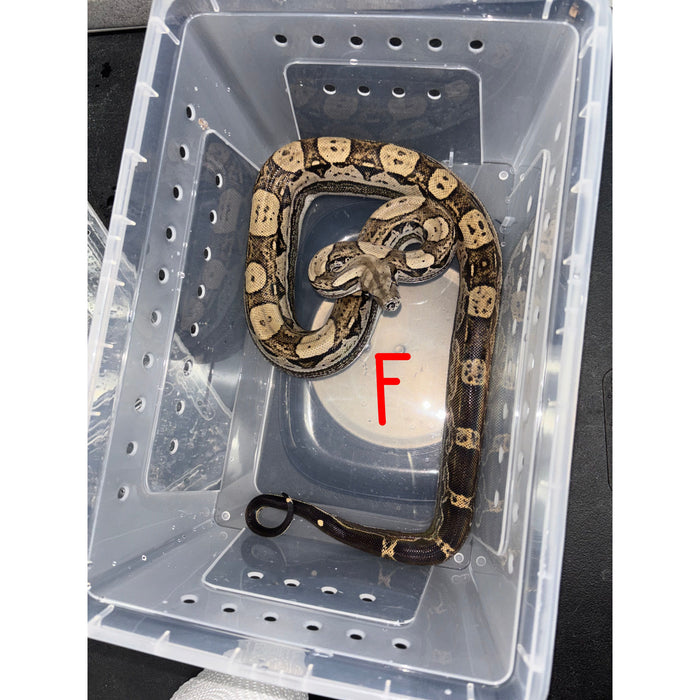 Motley Colombian Red Tail Boa (Boa constrictor imperator)
