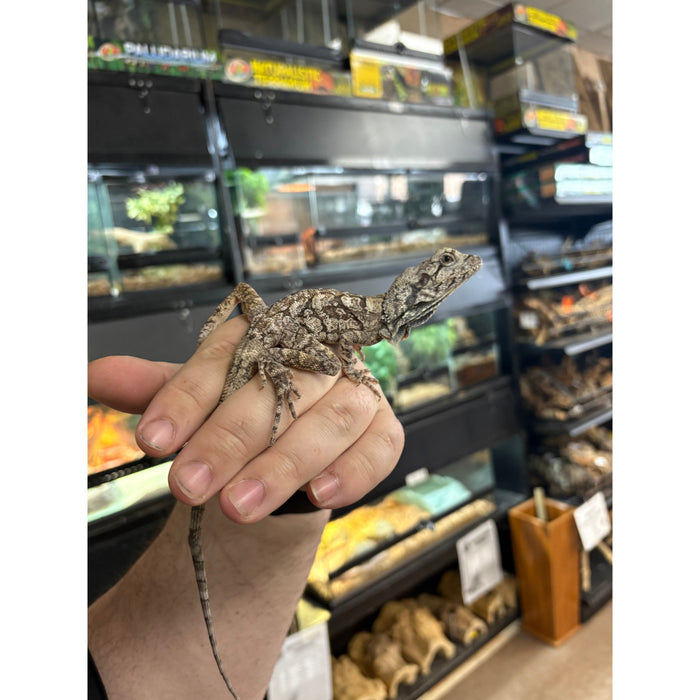 Frilled Dragon (Chlamydosaurus kingii)