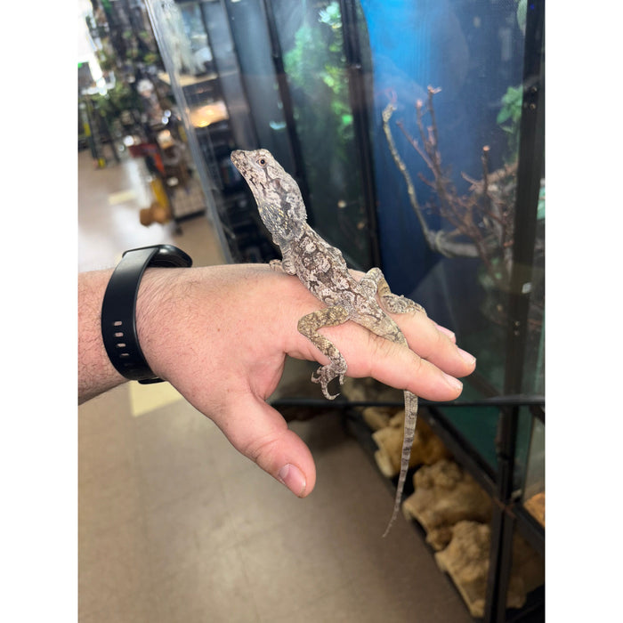 Frilled Dragon (Chlamydosaurus kingii)