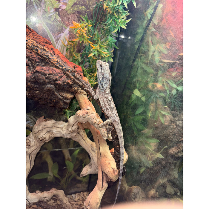 Frilled Dragon (Chlamydosaurus kingii)