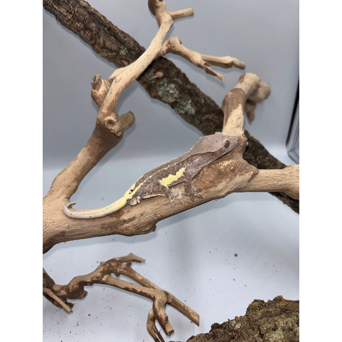 Crested Gecko (Frappuccino) (Male)