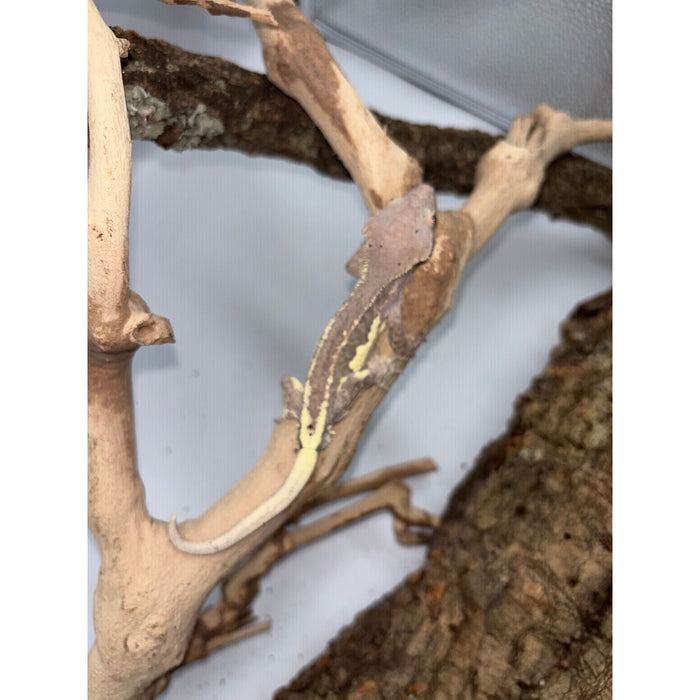 Crested Gecko (Frappuccino) (Male)