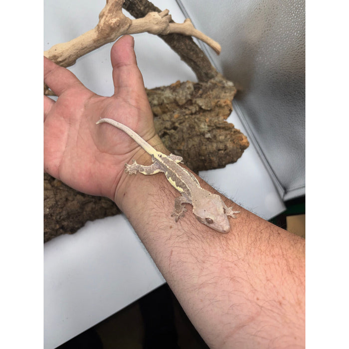 Crested Gecko (Frappuccino) (Male)