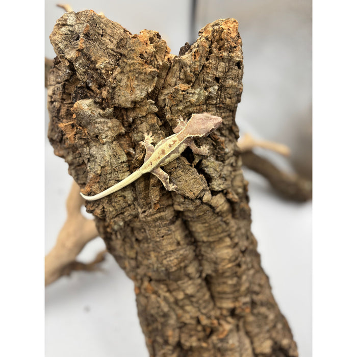 Crested Gecko (Frappuccino) (Male)
